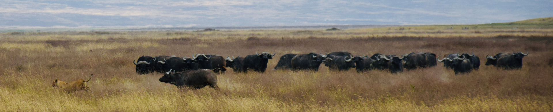 The Herd