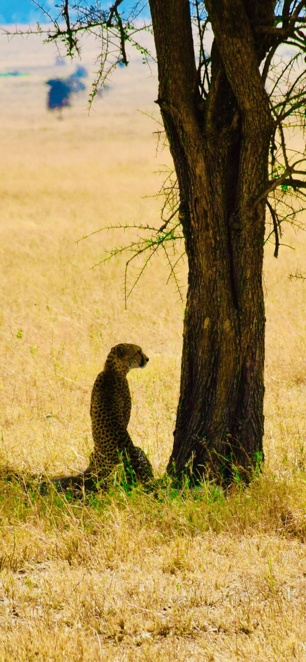 Cheetah, Sentinel